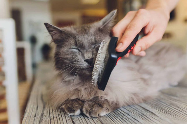 Sakarya Veteriner CANIMIZI ZOR KURTARDIK! Çilek hekimlerimize zor anlar yaşattı.